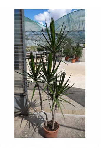 Dracena marginata - dracena,