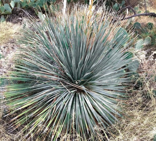 Dasylirion durangense 30cm - dasylirion,