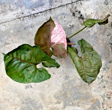 Ghiaccio alla fragola