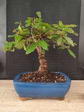 bonsai  quercia   h 34 cm visita il negozio