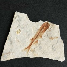 150 Million Years Ago Western