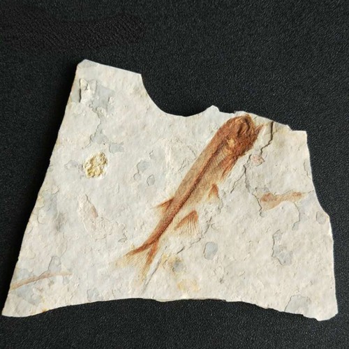 150 million anni ago western - anni,