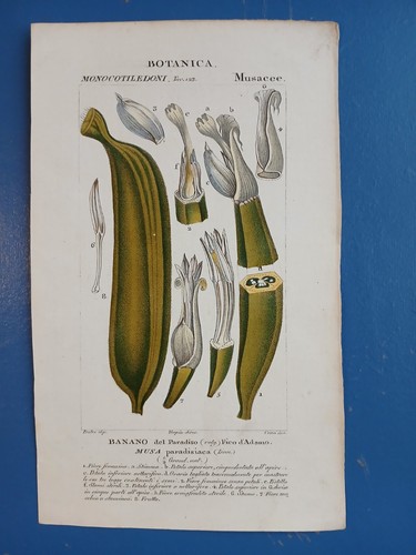 Botanica banano del paradiso - /,