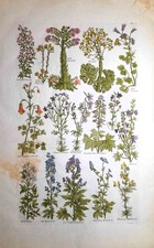 Stampa antica BOTANICA ERBARIO