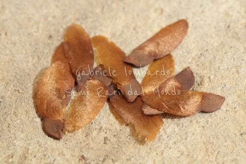Igname viola dioscorea - igname,