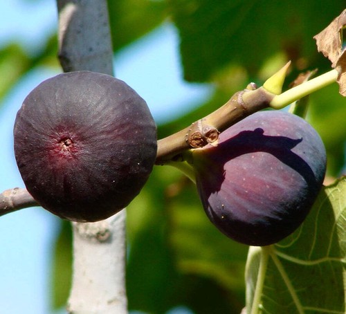 Ficus carica san mango - cv,