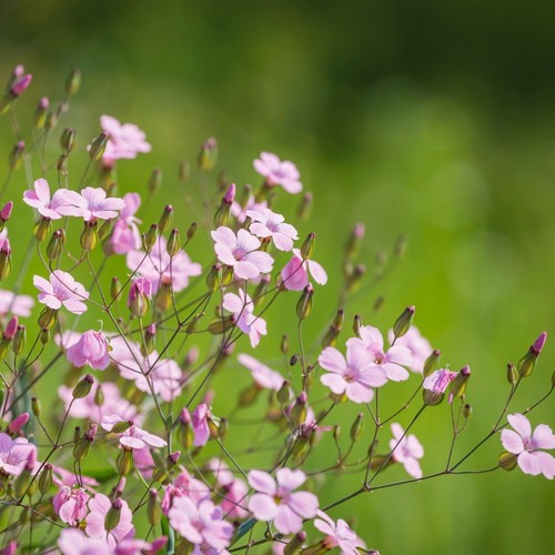 Erba velo rosa - velo, gypsophila