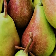 Pianta frutto pero - pianta, da