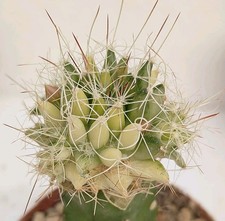 Mammillaria decipiens variegated