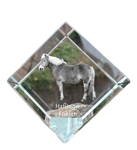 Haflinger fohlen dado - fohlen, di