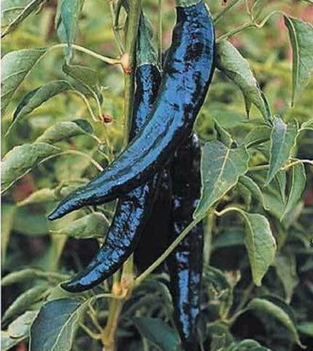 Peperoncino pasilla bajio 25 - pasilla,