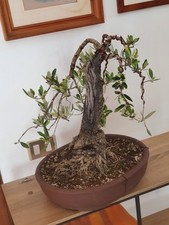 Bonsai olivo - bonsai,