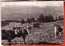 CARTOLINA ASIAGO  B/N   VIAGGIATA 1952 PANORAMA CON PASCOLO MUCCHE BELLA