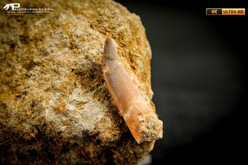 Dente zarafasaura oceanis - dente,