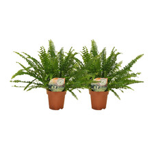 Felci erbacee pianta - 2,