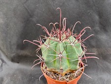 FEROCACTUS CALIFORNICUS