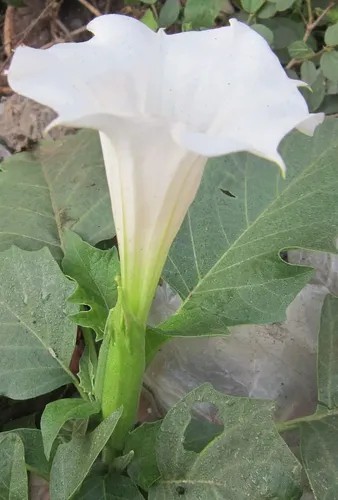 100 semi datura white - semi,