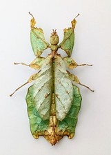 Entomology Taxidermy : Phyllium Giganteum, 109mm+/-. A1 
