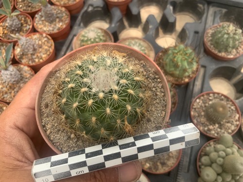 Turbinicarpus saueri ssp