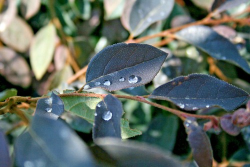 Loropetalo loropetalum fede - loropetalum,