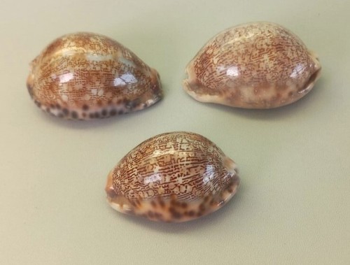 Conchiglie vintage cypraea - 3,