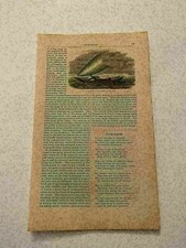 KP132) Doppia Canoa Isole