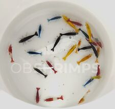 Neocaridine Davidi MIX HIGH GRADE + omaggio superfood / caridine acquario