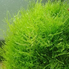 pianta piante vere vive rare muschio moss per acquario acqua dolce tropicale 8X8