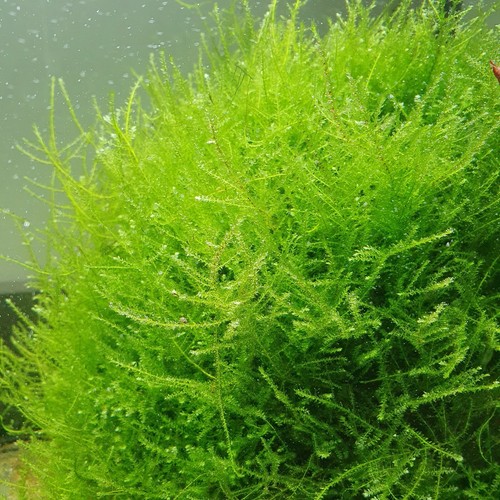 Pianta piante vere - piante, rare