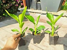 Strelitzia Nicolai White Bird of Paradise succulent exotic SUD AFRICA