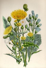 1899 Antica Stampa = GRISPINO (113) = Piante Fiori = CROMOLITO by A. Pratt