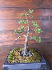 Bonsai di ginepro