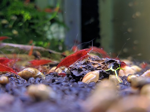 Caridina neocaridine - caridina,