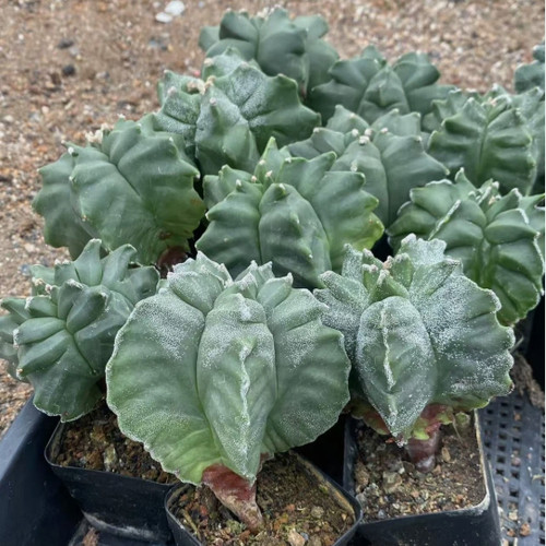 Astrophytum myriostigma kikko