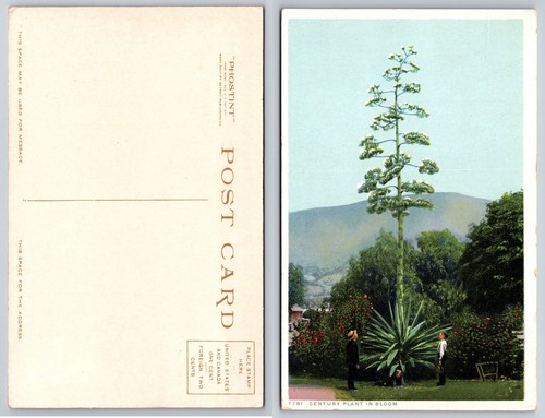 Cartolina epoca pianta del - cartolina, d'epoca