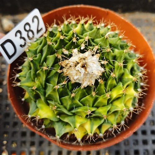 D382 una radice - d382,