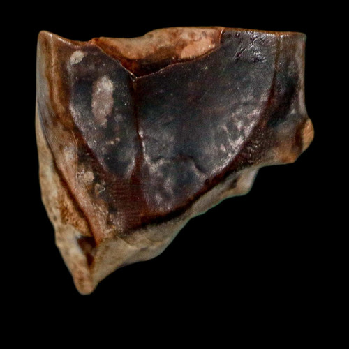 Dente fossile triceratopo - , 0,5"