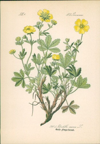 Chromolithographie - ,