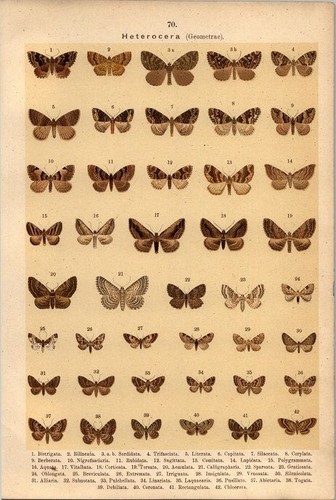 Lithographie schmetterlinge - lithographie,