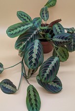 Maranta Tricolore 