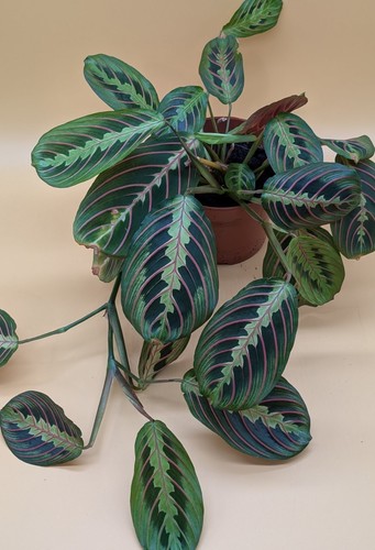 Maranta tricolore - maranta,