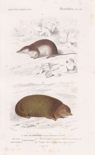 Talpa sorex araneus topi - talpa,