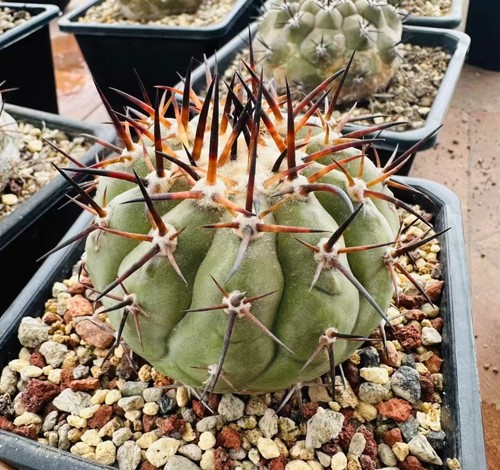 Copiapoa cinerea wysiwyg - copiapoa,