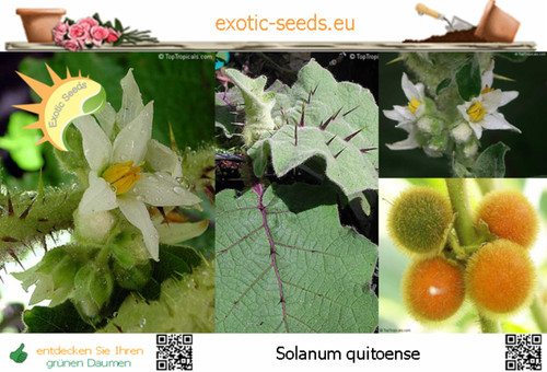 Solanum quitoense lulo - solanum,