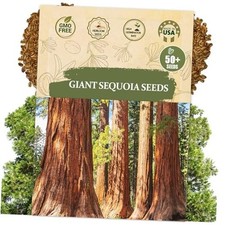 Semi di Sequoia Gigante