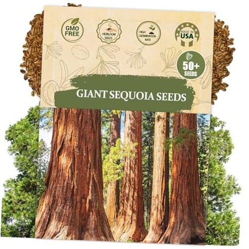 Semi sequoia gigante - semi,