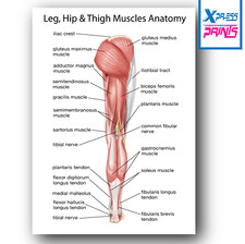 ANATOMIA UMANA MUSCOLI GAMBA