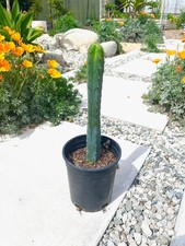 T. Bridgesii cactus 🌵 SS02