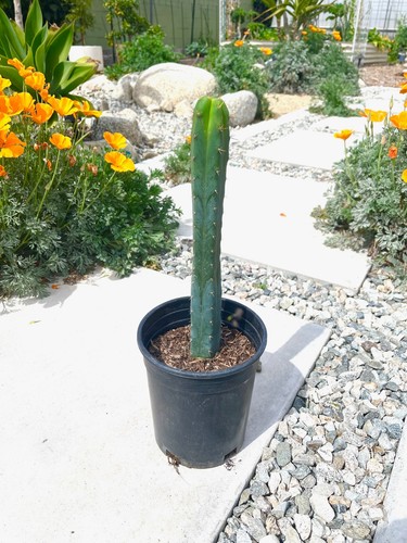 Bridgesii cactus ss02 - bridgesii,