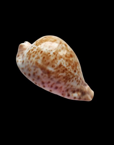 Shell conchiglia cypraea - conchiglia,
